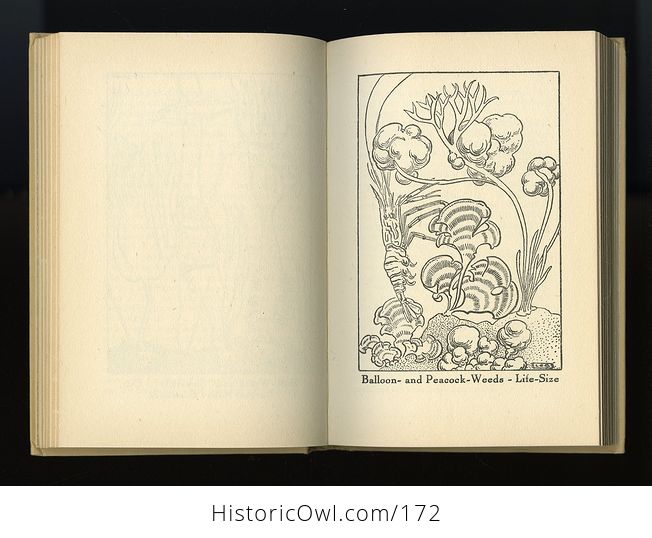 Vintage Illustrated Book Neptunes Garden by L R Brightwell C1947 - #tx9wxOfIDOA-7