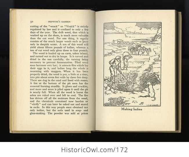 Vintage Illustrated Book Neptunes Garden by L R Brightwell C1947 - #tx9wxOfIDOA-9