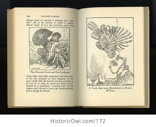 Vintage Illustrated Book Neptunes Garden by L R Brightwell C1947 - #tx9wxOfIDOA-4