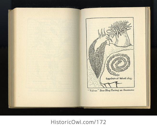 Vintage Illustrated Book Neptunes Garden by L R Brightwell C1947 - #tx9wxOfIDOA-3