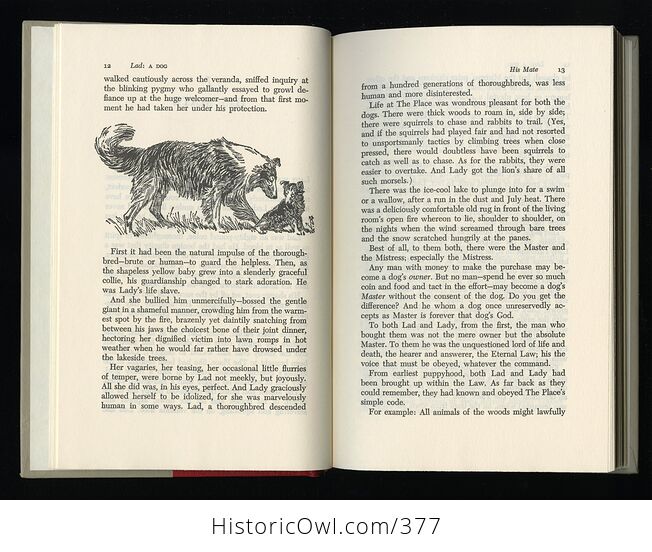 Vintage Lad a Dog Illustrated Book by Albert Payson Terhune Dutton C1959 - #ZOixoFj7bj4-5