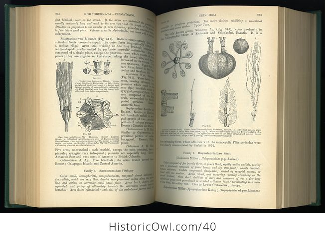 Vintage Text Book of Paleontology by Karl a Von Zittel Edited by Charles R Eastman C1913 - #xcyEgpHfrC4-9