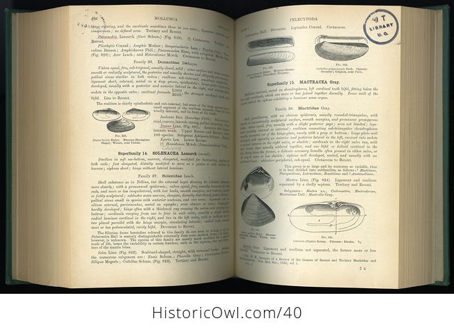 Vintage Text Book of Paleontology by Karl a Von Zittel Edited by Charles R Eastman C1913 - #xcyEgpHfrC4-4