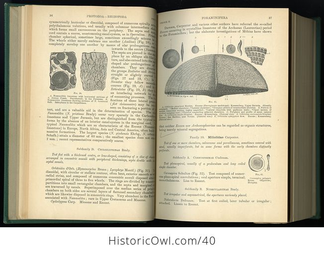 Vintage Text Book of Paleontology by Karl a Von Zittel Edited by Charles R Eastman C1913 - #xcyEgpHfrC4-8